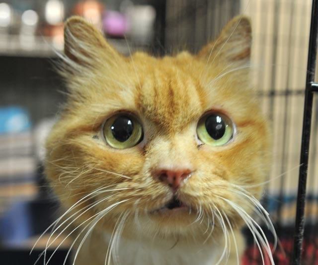 Simon